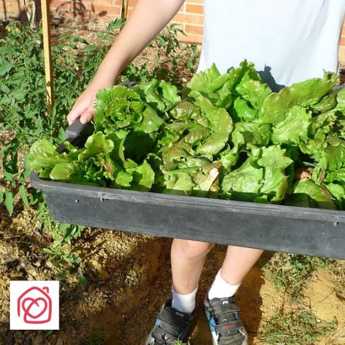 Taller de jardín ecológico con girasoles y manualidades en Casa Ángeles, Málaga 2026
